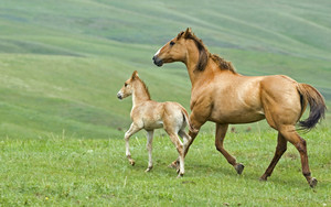  Mare and bisiro running across pasture in Alberta Canada
