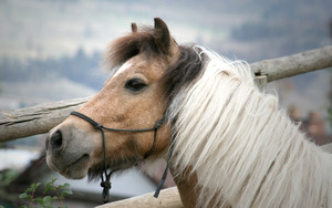  Sweet ngựa con, ngựa, pony