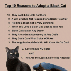  最佳, 返回页首 10 Reasons To Adopt A Black Cat