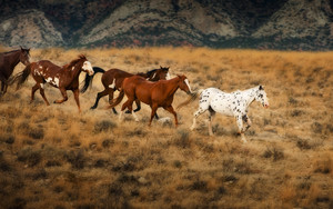  Wild caballos in Wyoming
