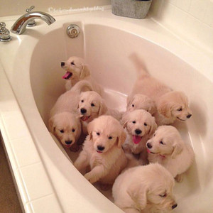  a bathtub full of cute golden retrievers