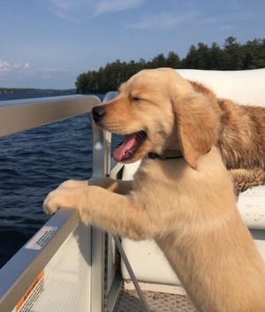  adorable golden retriever Anak Anjing