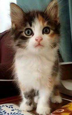  cute,adorable munchkin anak kucing