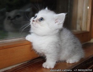  cute,adorable munchkin gatitos