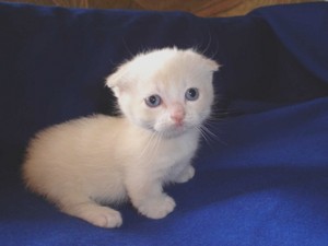  cute,adorable munchkin mèo con