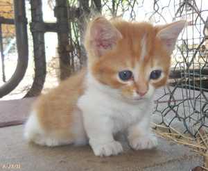  cute,adorable munchkin 子猫