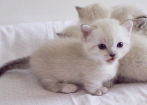  cute,adorable munchkin kittens