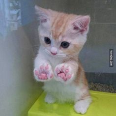  cute,adorable munchkin gattini