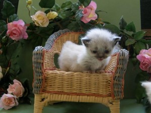  cute,adorable munchkin kittens