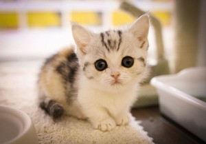 cute,adorable munchkin kittens