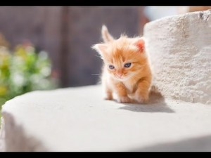 cute,adorable munchkin kittens