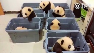  cute baby pandas