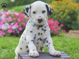  cute dalmatian Welpen