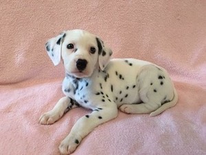  cute dalmatian mtoto wa mbwa