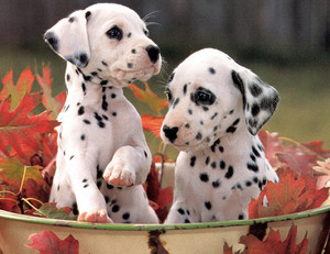cute dalmatian puppies