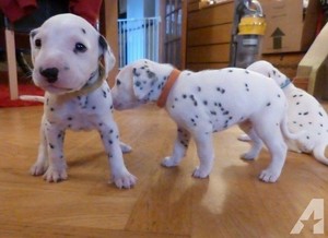  cute dalmatian anak anjing
