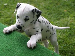  cute dalmatian पिल्लें