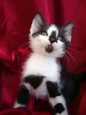  cute tuxedo Kätzchen