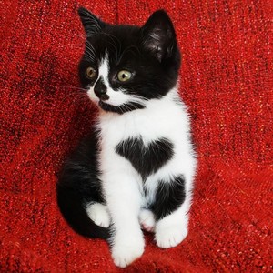  cute tuxedo 小猫