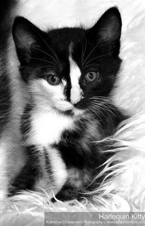  cute tuxedo gattini
