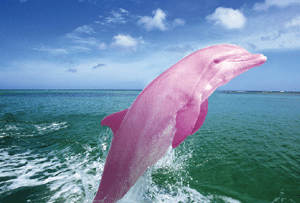  rare گلابی dolphins