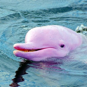 rare pink dolphins