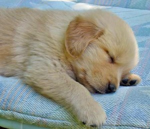 sleeping golden retriever puppies
