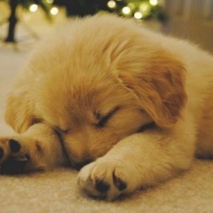  sleeping golden retriever chó con