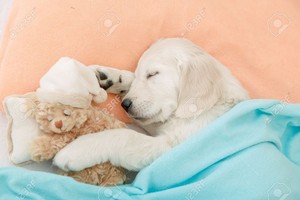sleeping golden retriever puppies