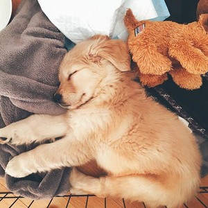  sleeping golden retriever 강아지