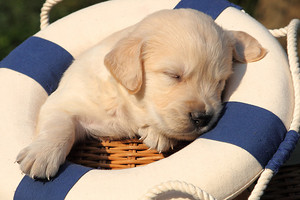  sleeping golden retriever anak anjing