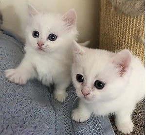   Two Adorable Kittens 