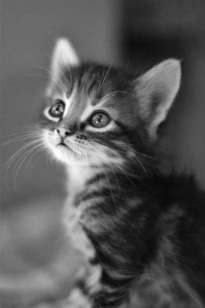  Adorable Kitten