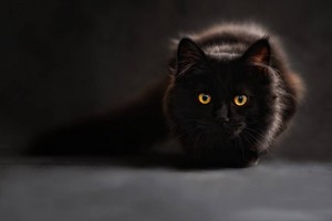 BLACK बिल्ली