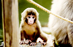  Baby Monkey