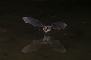  Bat