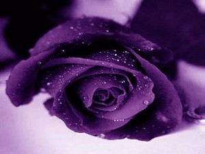  Beautiful Purple Rose
