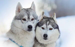 Beautiful Siberian Huskies