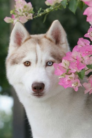  Beautiful Siberian Husky For Antonia 🌸 (peaceandlove67)