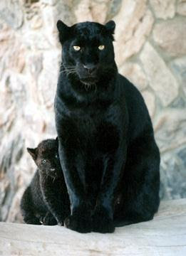  Black तेंदुआ, पैंथर And Cub