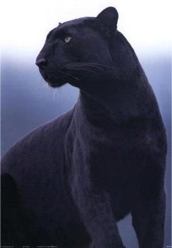  Black con beo, panther