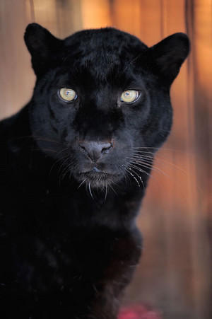  Black 豹, 黑豹