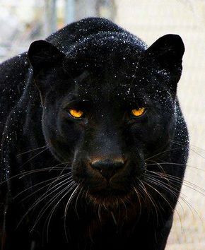  Black panther