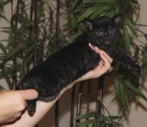  Black Savannah Kitten