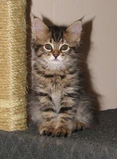  Bobtail Kitten