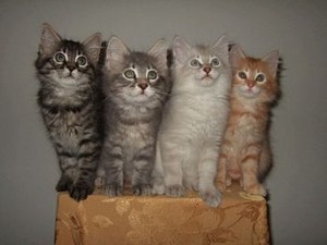  Bobtail Kittens
