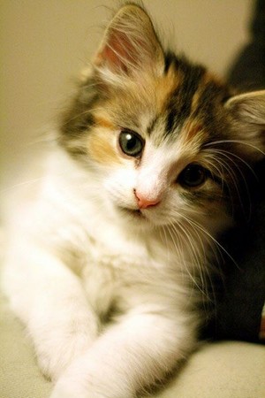  Calico Kitten