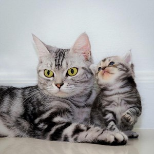  Cat And Kitten