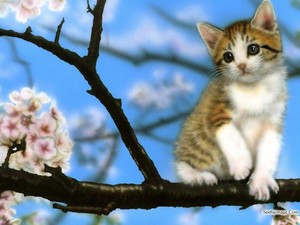 Cherry Blossom Cutie ♥