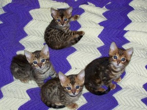 Cutd Little gatitos